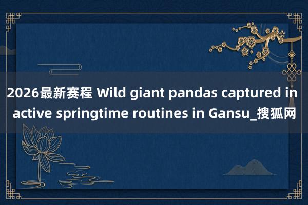 2026最新赛程 Wild giant pandas captured in active springtime routines in Gansu_搜狐网